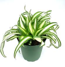 Image result for Chlorophytum stolzii