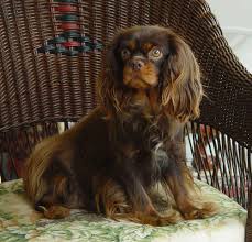 See full list on jadestonecavaliers.com Chocolate Cavaliers