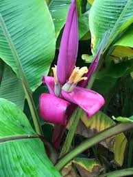 Image result for Musa sp. (Ornamental bananas)