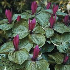 Posts about michigan spring flowers written by hiking michigan. Pin By Diane Phillips On Things To Plant Flowers Perennials Shade Flowers Bulb Flowers
