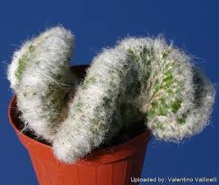 Image result for Moraea carsonii