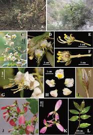 Image result for Flabellariopsis acuminata