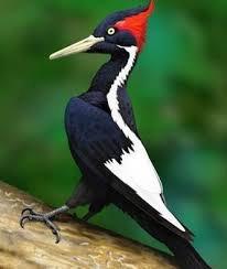 Fildisi Gagali Agackakan Most Endangered Animals Top 10 Endangered Animals Endangered Animals
