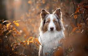 Maybe you would like to learn more about one of these? Wallpaper Autumn Look Face Leaves Branches Portrait Dog Bokeh The Border Collie Images For Desktop Section Sobaki Download