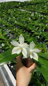 phal tetraspis var alba sib 盾花蝴蝶白變種兄弟交 plants hot