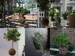 Il catalogo di piante da interno ed esterno in vendita online: Come Realizzare Un Kokedama Piante Pensili Senza Vaso Guida Giardino