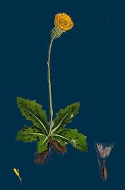 Hypochaeris species, especially hypochaeris radicata. Hypochoeris Maculata Spotted Cats Ear Drawing By English School