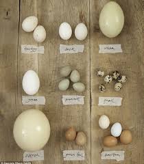 This year's ultra unlocks are underway. Seagulls And Pelicans Have What Type Of Egg Production Quora