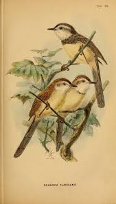 Birds Of South Africa Book The Birds Of South Africa Layard Edgar Leopold 1824 1900 Free Download Borrow And Streaming Internet Archive