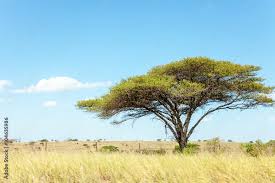 Image result for Burkea africana