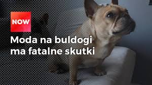 Buldogi Francuskie Sa Modne Niestety Slawa Im Szkodzi Wideo
