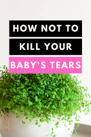 Baby S Tears Plant Care In 2020 Plant Care House Plant Care Indoor Plant Care