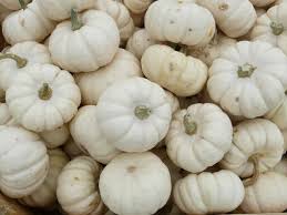 Maybe you would like to learn more about one of these? White Pumpkins Are They Edible New Life On A Homestead