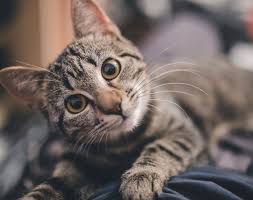Il certosino è una delle razze di gatti più antiche. Le Razze Di Gatti Piu Adatte Alla Vita Da Appartamento Quali Adottare