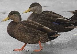 Maybe you would like to learn more about one of these? Meet The American Black Duck But Don T Feed Them