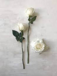 Order flowers online with same day delivery from jackson flower shop inc. Princess Miyuki Garden Rose Evergreen Flowers Luxury Flowers Floral Background