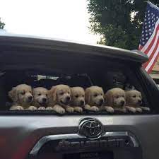Find local golden retriever puppies for sale and dogs for adoption near you. Golden Retriever Puppy For Sale In Colorado Springs Co Adn 30776 On Puppyfinder Com Gender Female Age On The Way Puppies Cute Animals Cute Dogs