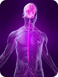 To make sense of the picture above, note the following… a neuron found in the parasympathetic nervous system has: Peripheral Nervous System Ck 12 Foundation