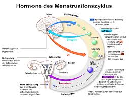 Dabei nistet sich die befruchtete eizelle nicht in der gebärmutter, sondern im eileiter ein. Kinderwunsch Unfruchtbarkeit Was Kann Die Naturheilkunde Bewirken