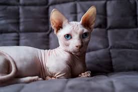 We'd love to hear about your special moggie! Hairless Cat Adoption Important Tips For Bringing Home A Baldy Great Pet Care