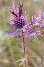 Purple is an extremely popular flower color, with favorites including lavender and aster. Wildflowers Of Texas Texas Highways