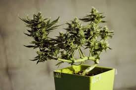 Nitrogen focuses on feeding leaves and stems, potassium on helping growing fruits and flowers and phosphorous supplying the roots. How To Grow A Marijuana Bonsai Rqs Blog