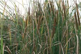Image result for Typha domingensis
