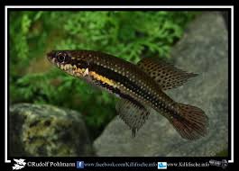 Image result for Cycnium filicalyx