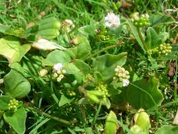 Image result for Boerhavia repens