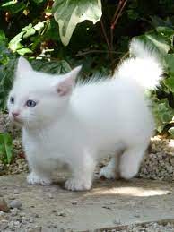 pin em gato branco
