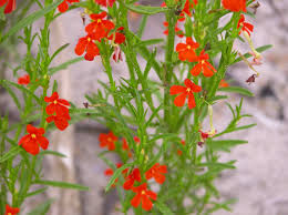 Image result for Thesium megalocarpum