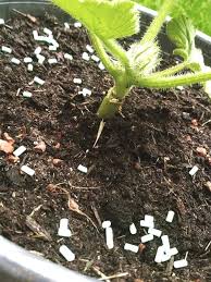 Pick a site with full sun (to light shade). Growing Pumpkins In Containers How To Grow Pumpkins In A Pots