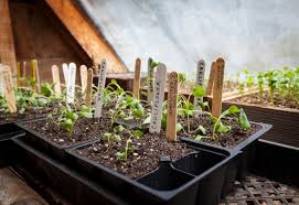 It's important to find a daily routine. Seed Starting Chart When To Start Seeds Indoors