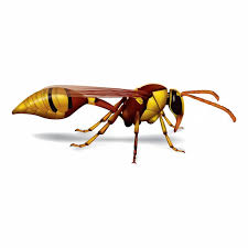See more ideas about homemade wasp trap, wasp traps, cleaning with peroxide. Why Are There Wasps In My House Sandwell Pest Control Services Ltd