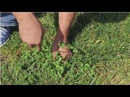 You can try all kinds of things to prevent weeds from cropping up such as mulching or using cover crops. Garden And Lawn Help How To Pull Weeds Youtube