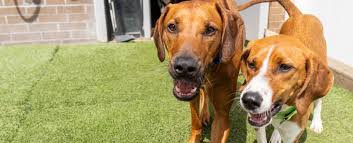 Phoenix Dog Care Services | Dog Day Care in Phoenix