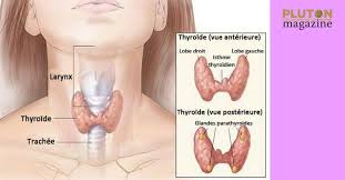 Cosponsored by the american association of clinical endocrinologists and the american thyroid. Nos Maux Benins Peuvent Avoir Une Origine Insoupconnee La Glande Thyroide Pluton Magazine