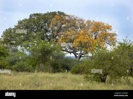 Image result for Entandrophragma caudatum