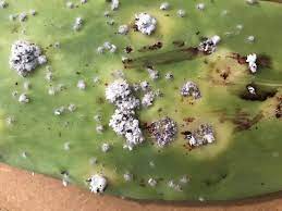 It is made by reacting potassium hydroxide with long chain fatty acids. Cochineal Scale On Paddle Cactus What To Do Blast With Water Then Treat The Plants With Safer Insecticidal Soap Mango Plant Cactus Succulent Garden Design