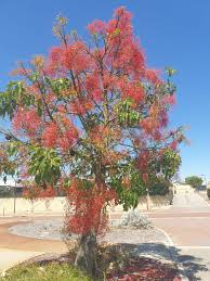 Image result for Brachychiton