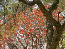 Image result for Erythrina lysistemon