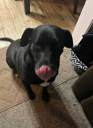 Bella, Piper and a cute junior sitter in training 🤣💙