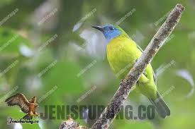 Maybe you would like to learn more about one of these? 13 Jenis Burung Cica Daun Lengkap Dengan Gambarnya Pinhome