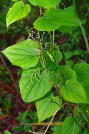 Image result for Volusia resupinata