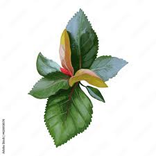 Image result for Catha edulis