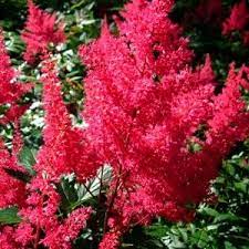 Jaapani Astilbe Montgomery Aiamaailm Astilbe Japonica Astilbe Flowers Perennials