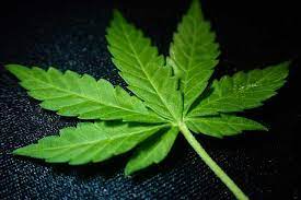 »bitte, ich höre.« »deiner mutter ist etwas zugestoßen«, begann rod. Das Marihuana Blatt Alles Was Sie Wissen Mussen