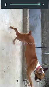 They are so named due to their ability to balance on their back legs and make batting movements at their rivals, looking as if they are boxing with their. Pets Pakistan Boxer Dog Male For Sale