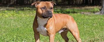 The staffordshire bull terrier is powerful, reliable, and very protective. Staffordshire Bull Terrier Dog Breed Profile Petfinder