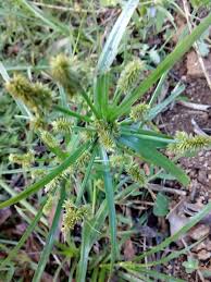 Image result for Cyperus sp. (ex Mariscus sp.no.2)